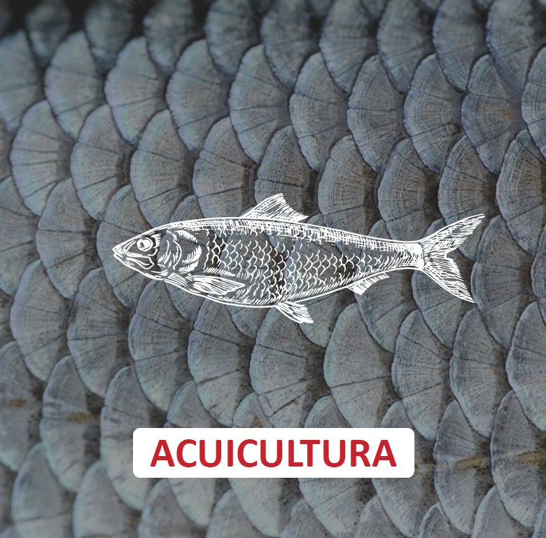 CategoriaAcuicultura2